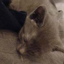 Thumbnail photo of kitten #1
