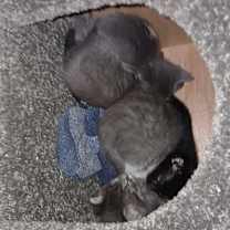 Thumbnail photo of kitten #2