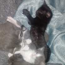 Thumbnail photo of kitten #3