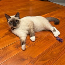 Thumbnail photo of Molly & Dash - bonded kittens pair #2