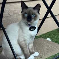 Thumbnail photo of Molly & Dash - bonded kittens pair #3