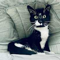 Thumbnail photo of Pepe 2025 #1