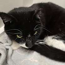 Thumbnail photo of Pepe 2025 #2