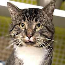 Thumbnail photo of Teddie #3