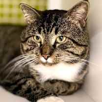 Thumbnail photo of Teddie #4