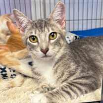 Thumbnail photo of Scotty #1