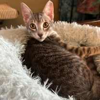 Thumbnail photo of Scotty #3