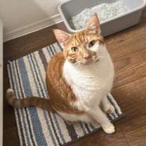 Thumbnail photo of Ollie #1