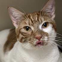 Thumbnail photo of Ollie #3