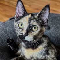 Thumbnail photo of Peekaboo #2