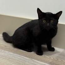 Thumbnail photo of Presley (C000-686) - City of Industry Location #1