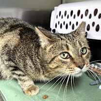 Thumbnail photo of Regina (c2025) #2