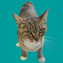 Thumbnail photo of Rumi #1