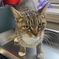 Thumbnail photo of Rumi #2