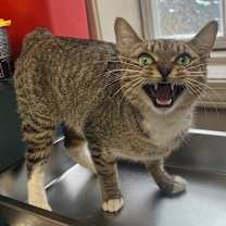 Thumbnail photo of Rumi #3