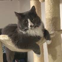 Thumbnail photo of Dusty #1