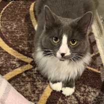 Thumbnail photo of Dusty #3