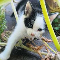 Thumbnail photo of Tiny Moo #2