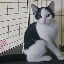 Thumbnail photo of Tiny Moo #3