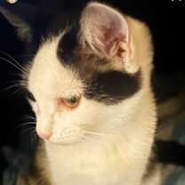 Thumbnail photo of Tiny Moo #4