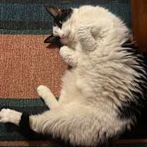 Thumbnail photo of Meow Meow #1