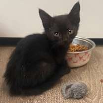 Thumbnail photo of Aries #1