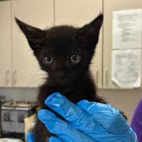 Thumbnail photo of Aries #2