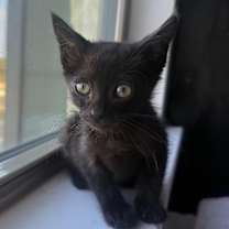 Thumbnail photo of Aries #4