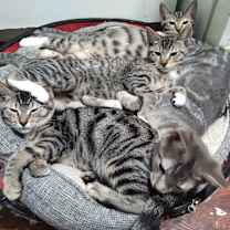 Thumbnail photo of John Lennon #2