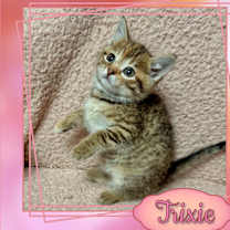 Thumbnail photo of Trixie #1