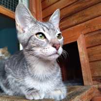 Thumbnail photo of Ringo Star #4