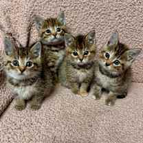 Thumbnail photo of Trixie #2