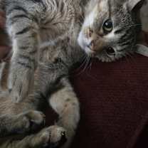 Thumbnail photo of Chestnut #1