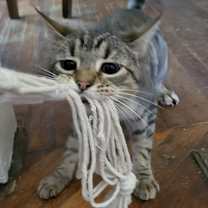 Thumbnail photo of Chestnut #2