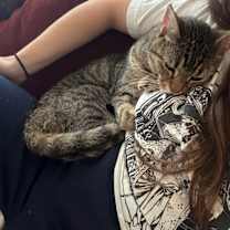 Thumbnail photo of Chestnut #4