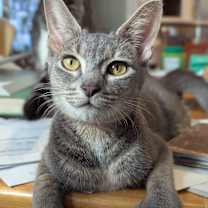 Thumbnail photo of Mitts #1