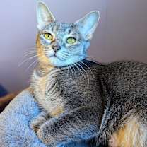 Thumbnail photo of Mitts #2