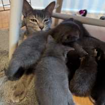 Thumbnail photo of Mitts #4