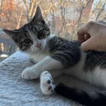 Thumbnail photo of Sam - KITTEN in foster #1