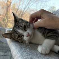 Thumbnail photo of Sam - KITTEN in foster #2