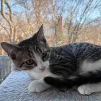 Thumbnail photo of Sam - KITTEN in foster #4