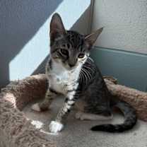 Thumbnail photo of Bexley #2