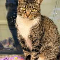 Thumbnail photo of Allie Jo #1