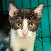 Thumbnail photo of Quatre #3