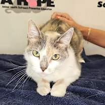 Thumbnail photo of Aries #1