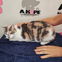 Thumbnail photo of Aries #2