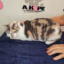 Thumbnail photo of Aries #3