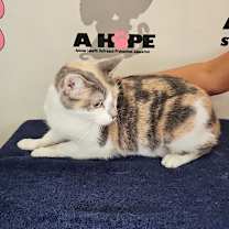 Thumbnail photo of Aries #4