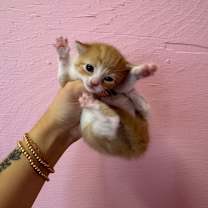 Thumbnail photo of Daisy #2