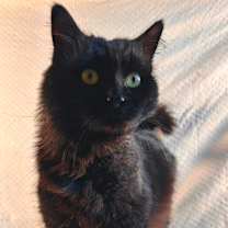 Thumbnail photo of Jinx #1